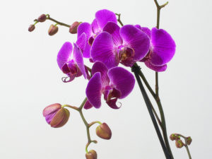 Orchidej