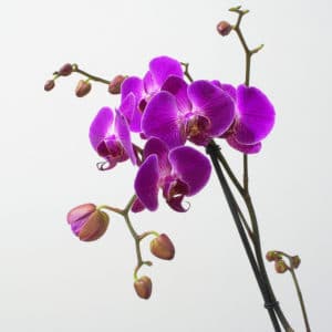 Orchidej