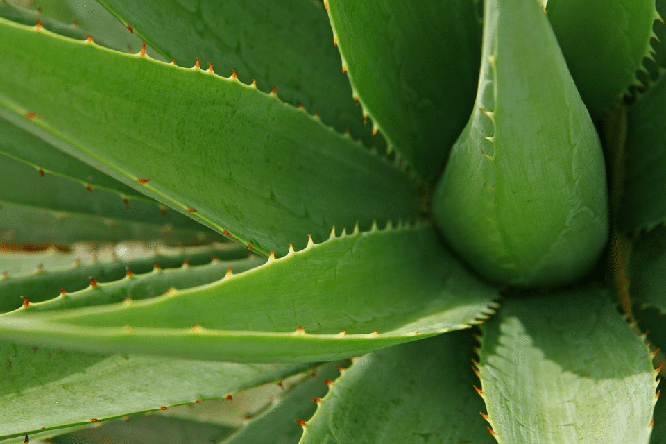 Vsaďte na aloe vera, má neuvěřitelnou moc! 1