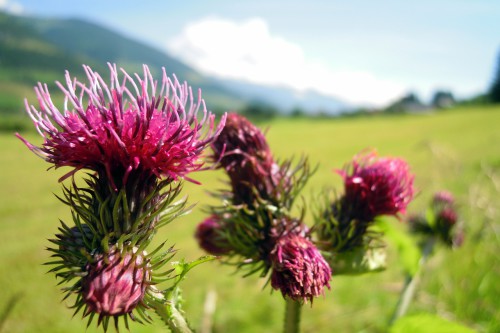 thistle-392600_1280