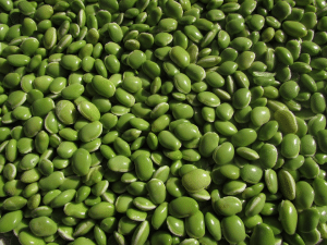 zelené fazole 3